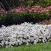 Wave Petunia Silver Flowers