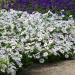 Silver Wave Petunia Potted Plant