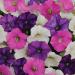 Shock Wave Spark Mix Petunia Flower Seed