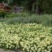 Wave Petunia Yellow Flowers