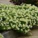 Wave Petunia Yellow Hanging Basket