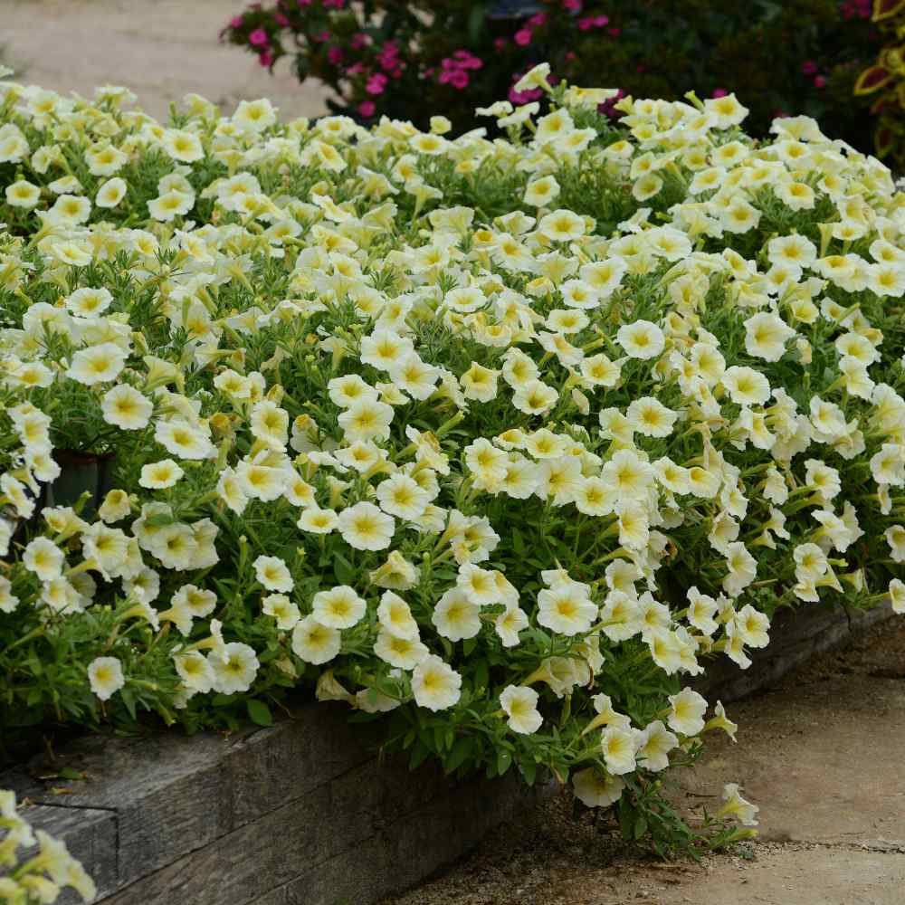 Beautiful Mounding Plant