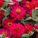 Zinnia Flower Seeds Hot Cherry