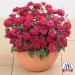 Zinnia Plant Flower Seeds Double Cherry