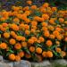 Zinnia Orange Plant Seeds