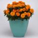 Zinnia Double Orange Flower Plant Seeds