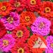 Zinnia Merlot Flower Seed Mix