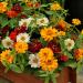 Zinnia Flower Seeds Double Mix