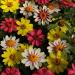 Zinnia Zahara Raspberry Lemonade Flower Mix