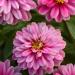 Zinnia Zahara Double Raspberry Ripple Flowers