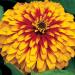 Zinnia Swizzle Scarlet Yellow Flower Seeds