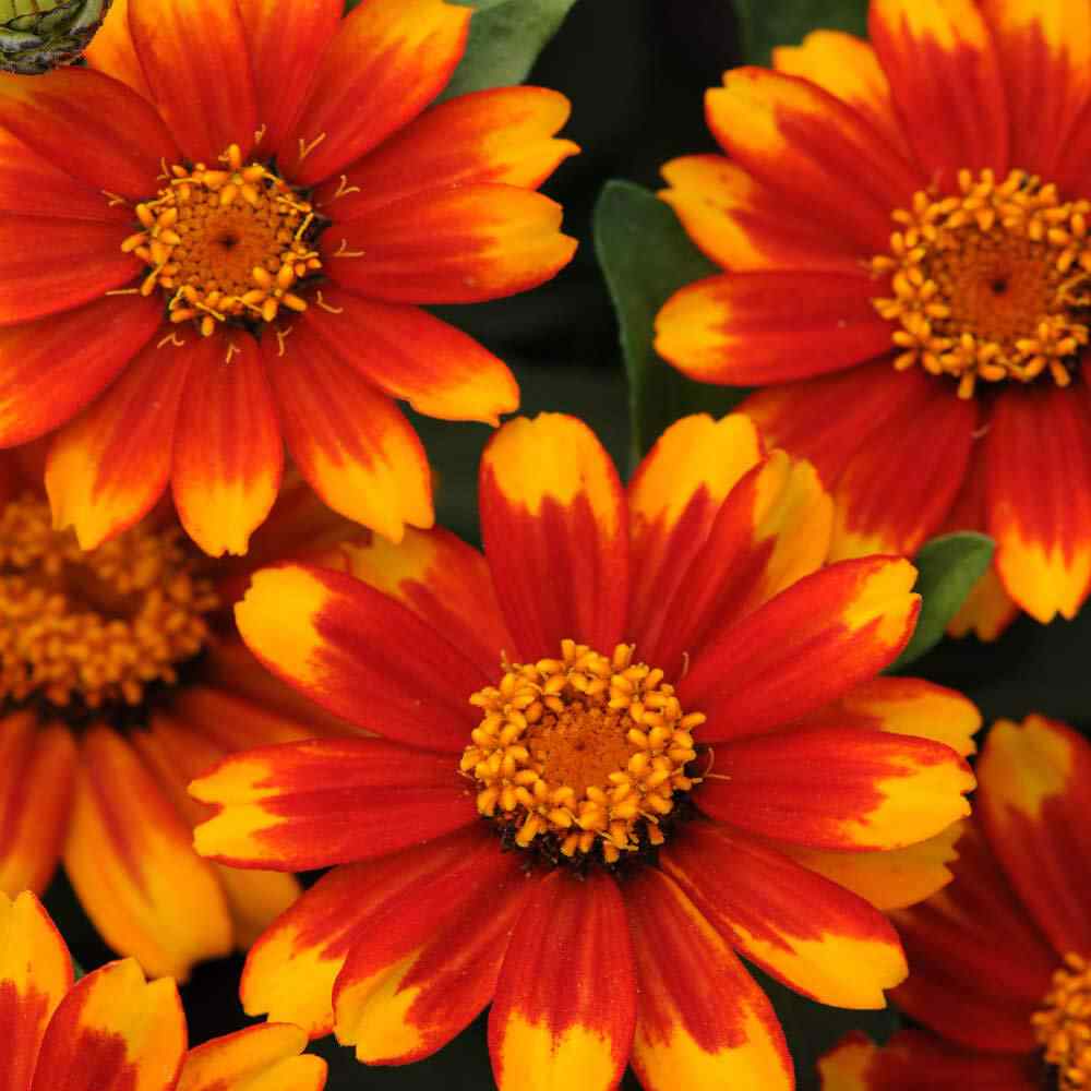 Zinnia Seeds | Sunburst