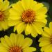 Zinnia Profusion Yellow Flowers