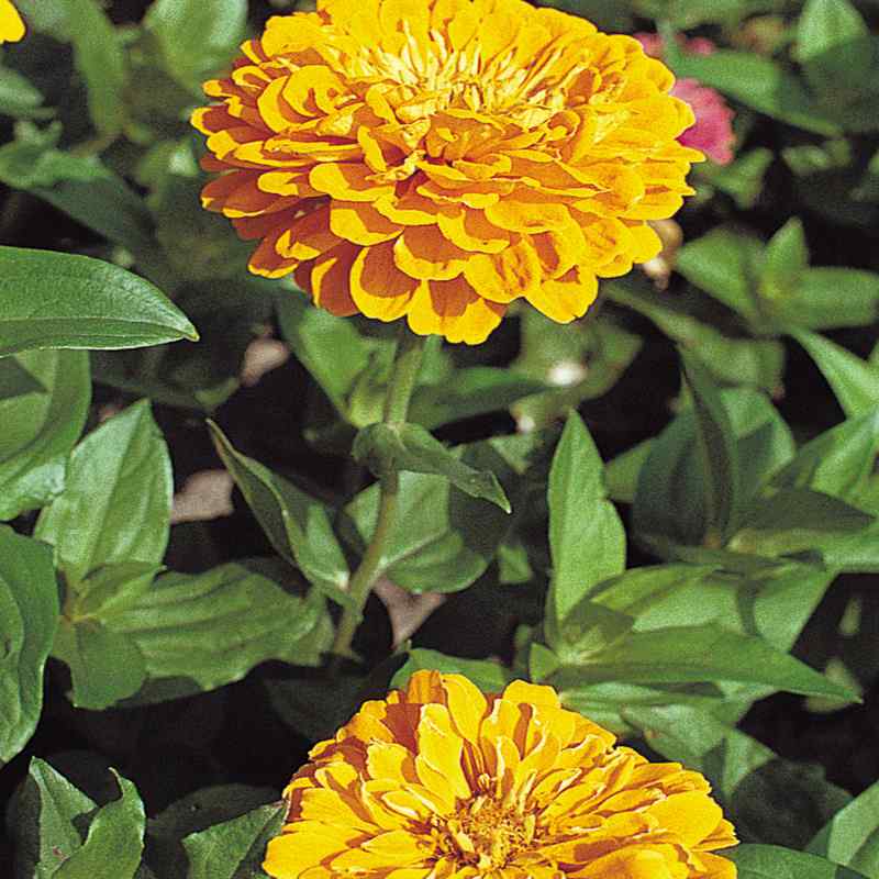 Outsidepride Carnation Yellow - 1000 Seeds
