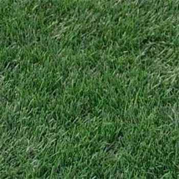 Blackjack Bermuda Grass Seed - Bermudagrass Blackjack Lawn Seed