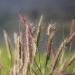 Northeast Native Grasses