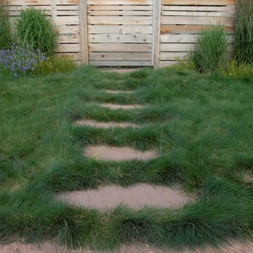 Sheep's Fescue Grass