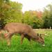 Elk Food Plot Seed