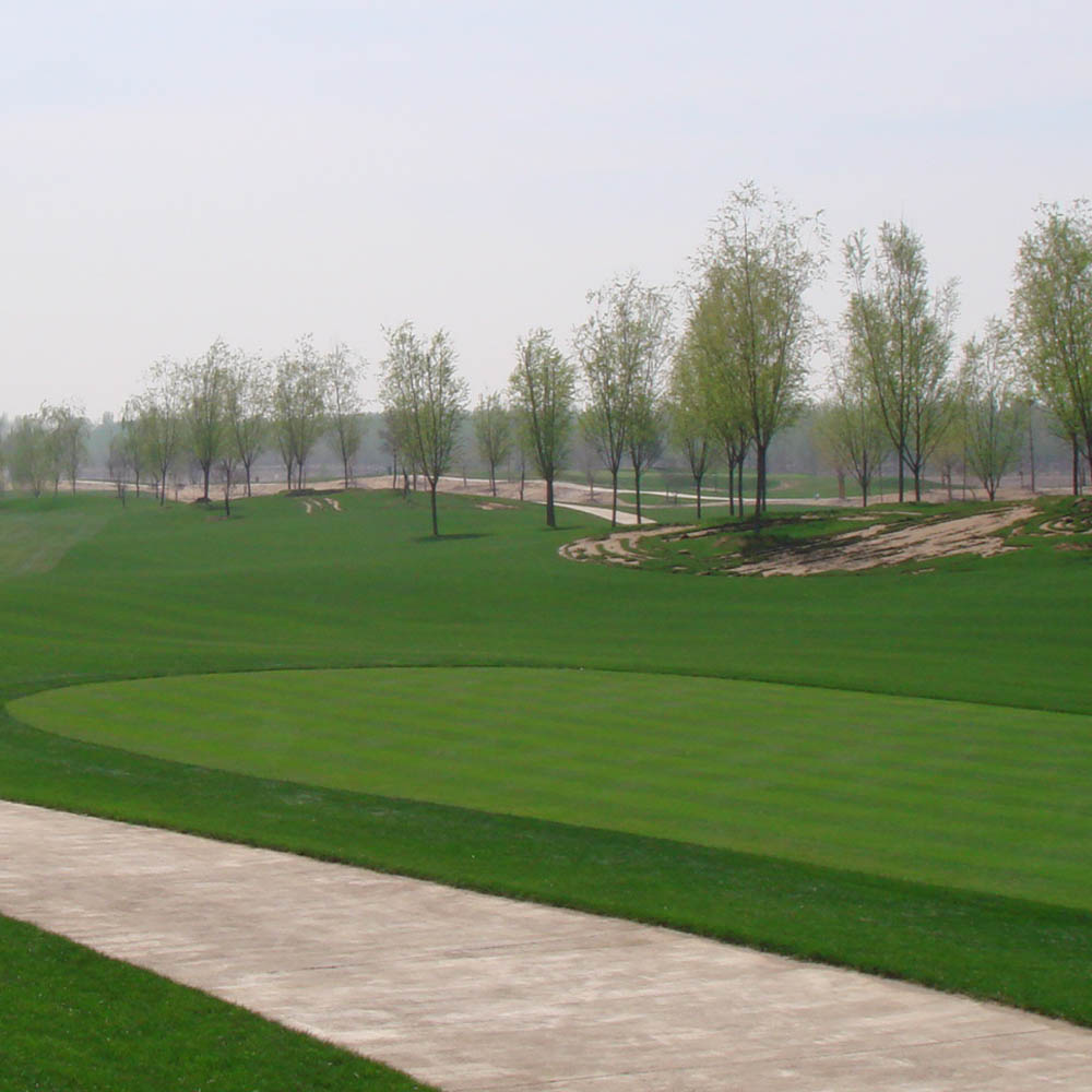 T-1 Creeping Bent Grass