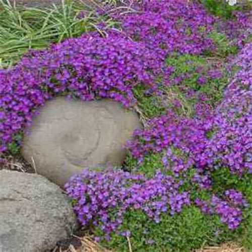 Aubrieta Seeds - Rock Cress Whitewell Gem Ground Cover Seed