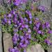 Aubrieta Whitewell Gem Flower Seed