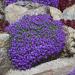 Aubrieta Whitewell Gem Ground Cover Seed