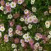 Erigeron Groundcover Plants