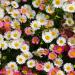 Erigeron Groundcover Seed