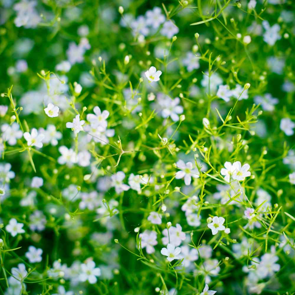 Creeping Babys Breath Ground Cover Seeds gypsophila Repens White 100seeds 