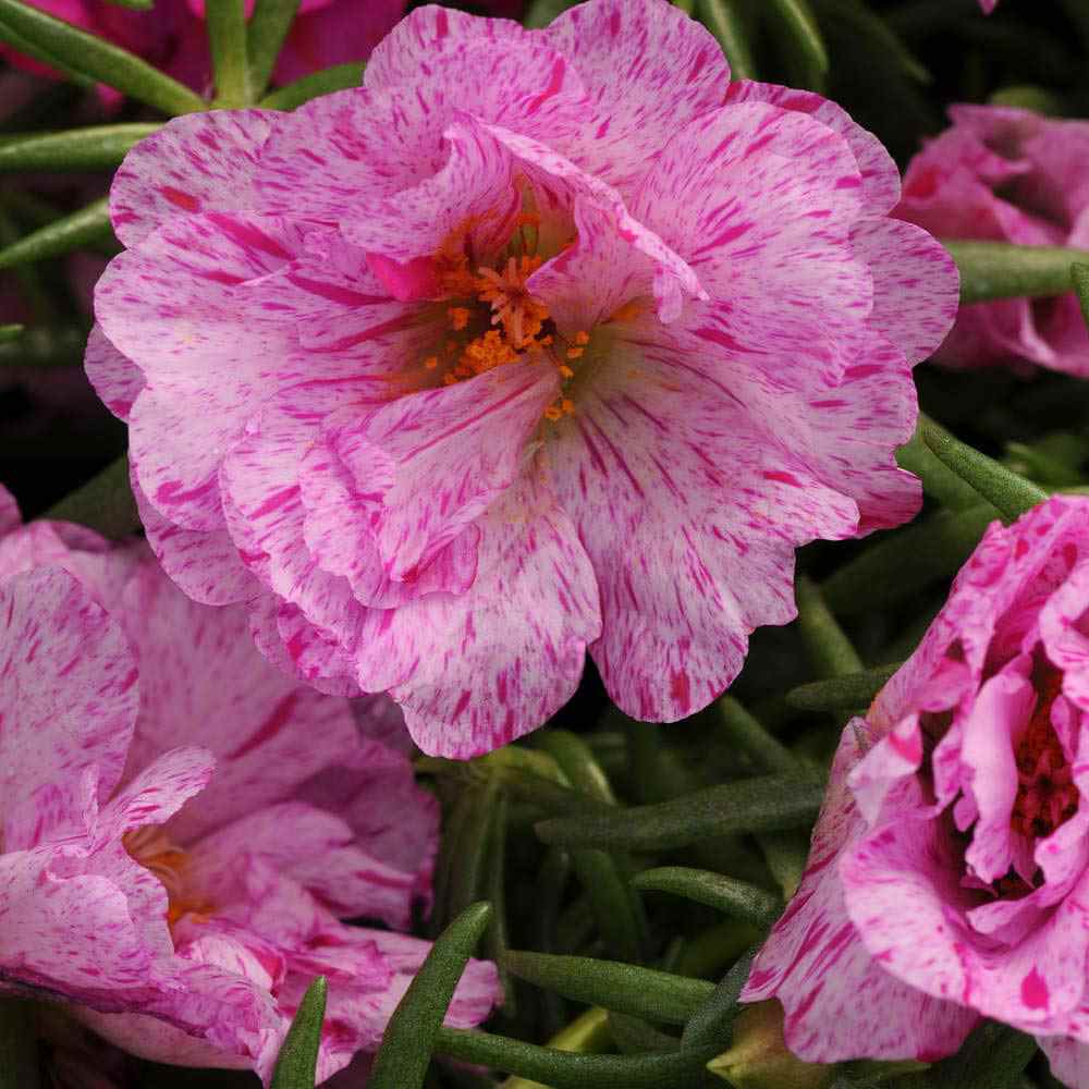 Moss Rose Care and Growing Tips - Birds and Blooms