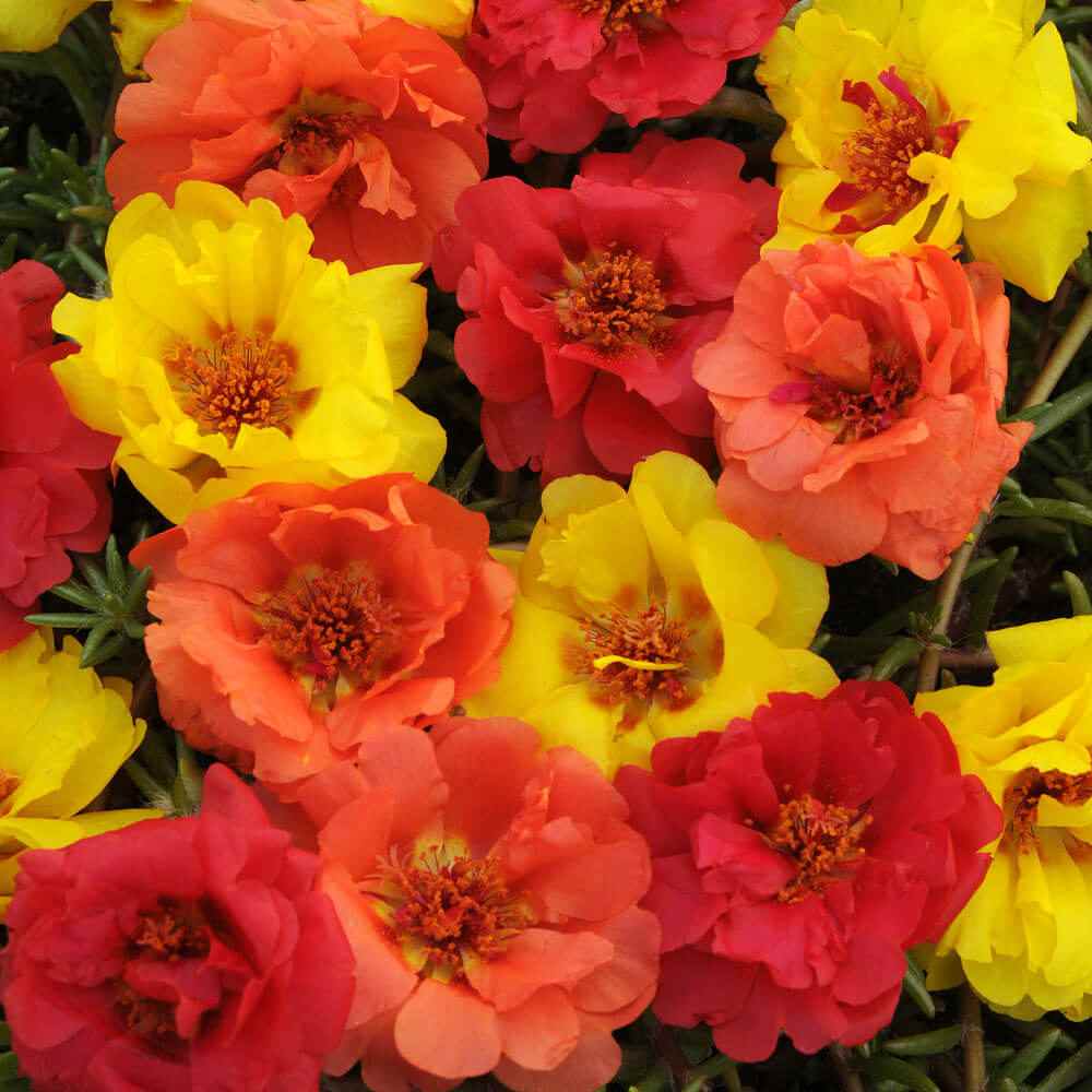 100 Moss Rose Mix Color Ground Cover Flower Seeds -  Canada