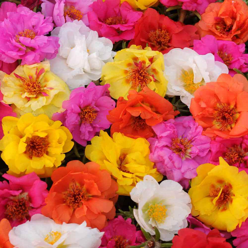 Portulaca Moss Rose Seed Mix For Planting - Happy Trails Groundcover Flower  Mix