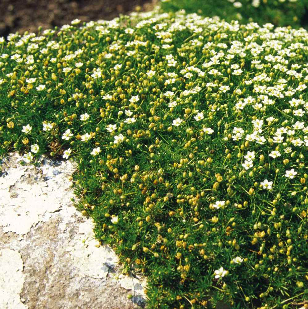 Irish Moss Ground Cover