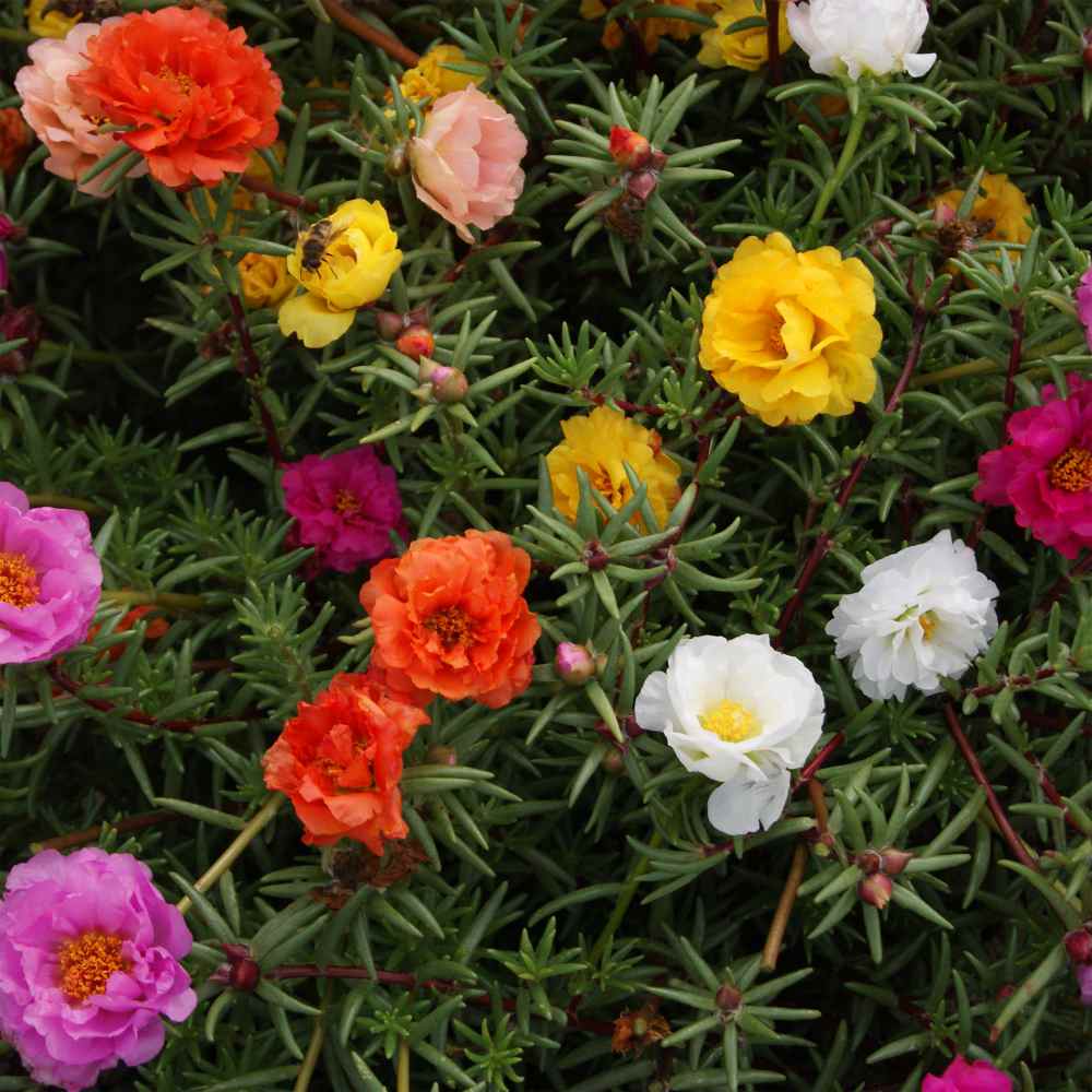 100 Moss Rose Mix Color Ground Cover Flower Seeds -  Canada