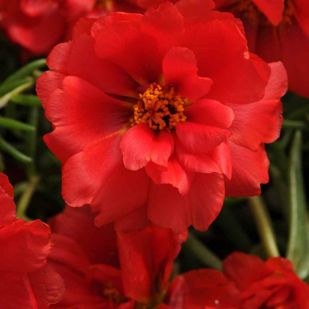 ALTMAN PLANTS 4.4-Pint Red Moss Rose Purslane Plant (12-Pack) 9014