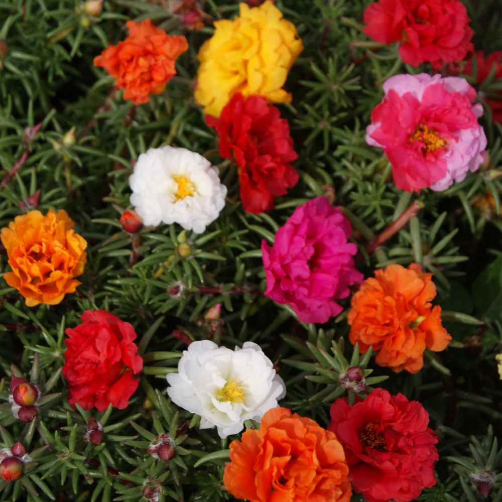 Moss Rose Seeds - Portulaca Ground Cover Seed Mix