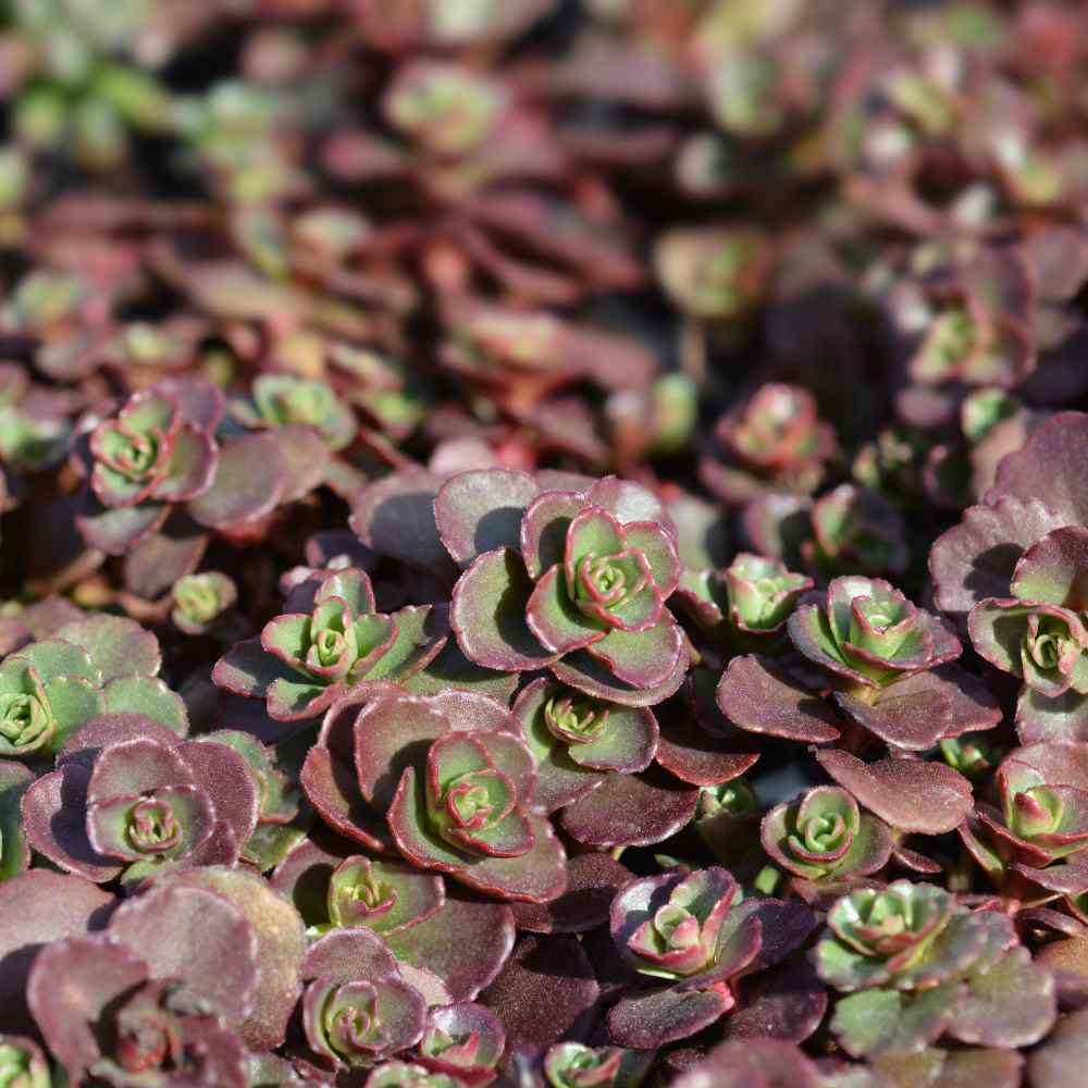 Sedum Dragon S Blood Seed Red Stonecrop Ground Cover Seeds