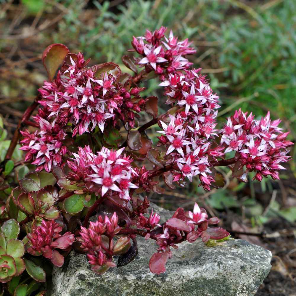 Sedum Dragon's Blood Seed - Red Stonecrop Ground Cover Seeds