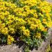 Sedum Kamtschaticum Flowers