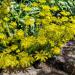 Perennial Sedum Kamtschaticum