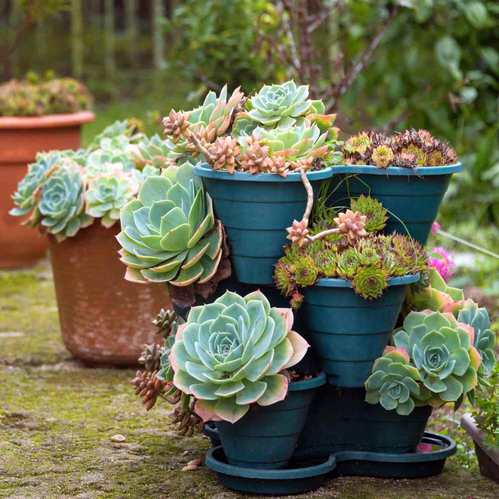 Sempervivum Drought Tolerant Hens And Chicks Ground Cover Plant
