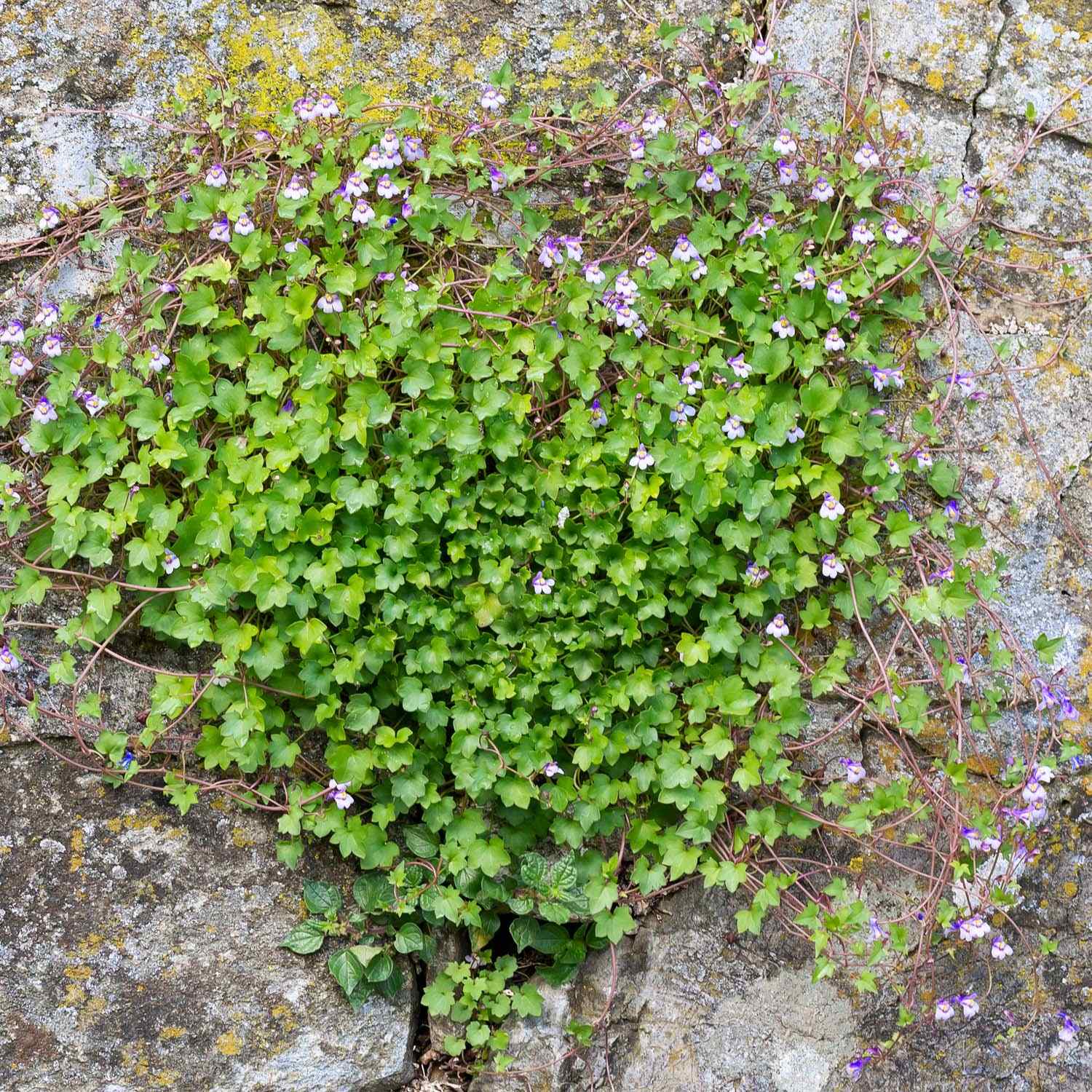 Kenilworth Ivy Seeds - Cymbalaria Kenilworth Flowering Ivy Ground Cover Seed