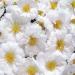 Portulaca Sundial White Groundcover