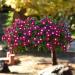 Vinca Burgundy Periwinkle Flowers