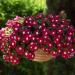 Vinca Burgundy Hanging Basket