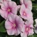 Vinca Vitalia Icy Pink