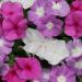 Vinca Titan Seed Summer Breeze Mix