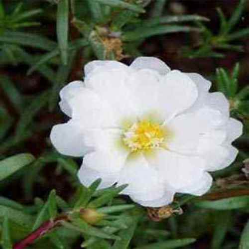 Portulaca Combo 40 varietys (Moss rose, moss rose purslane, Mexican rose,  sun rose, rock rose,table rose) - Jiffy Plants