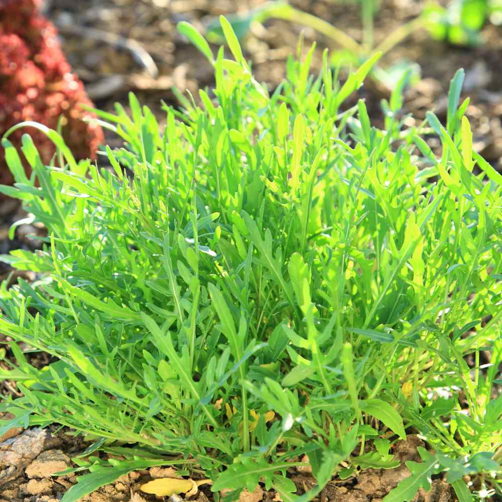 Arugula Roquette Herb