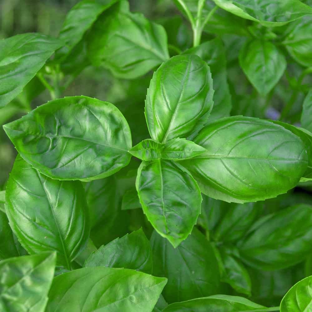 Basil Seed Genovese Sweet Basil Herb Seeds